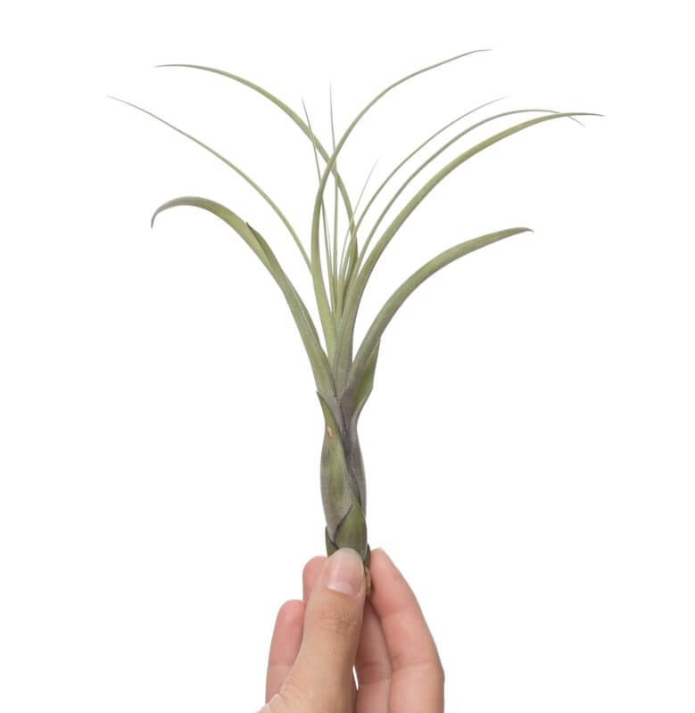 Tillandsia Balbisiana