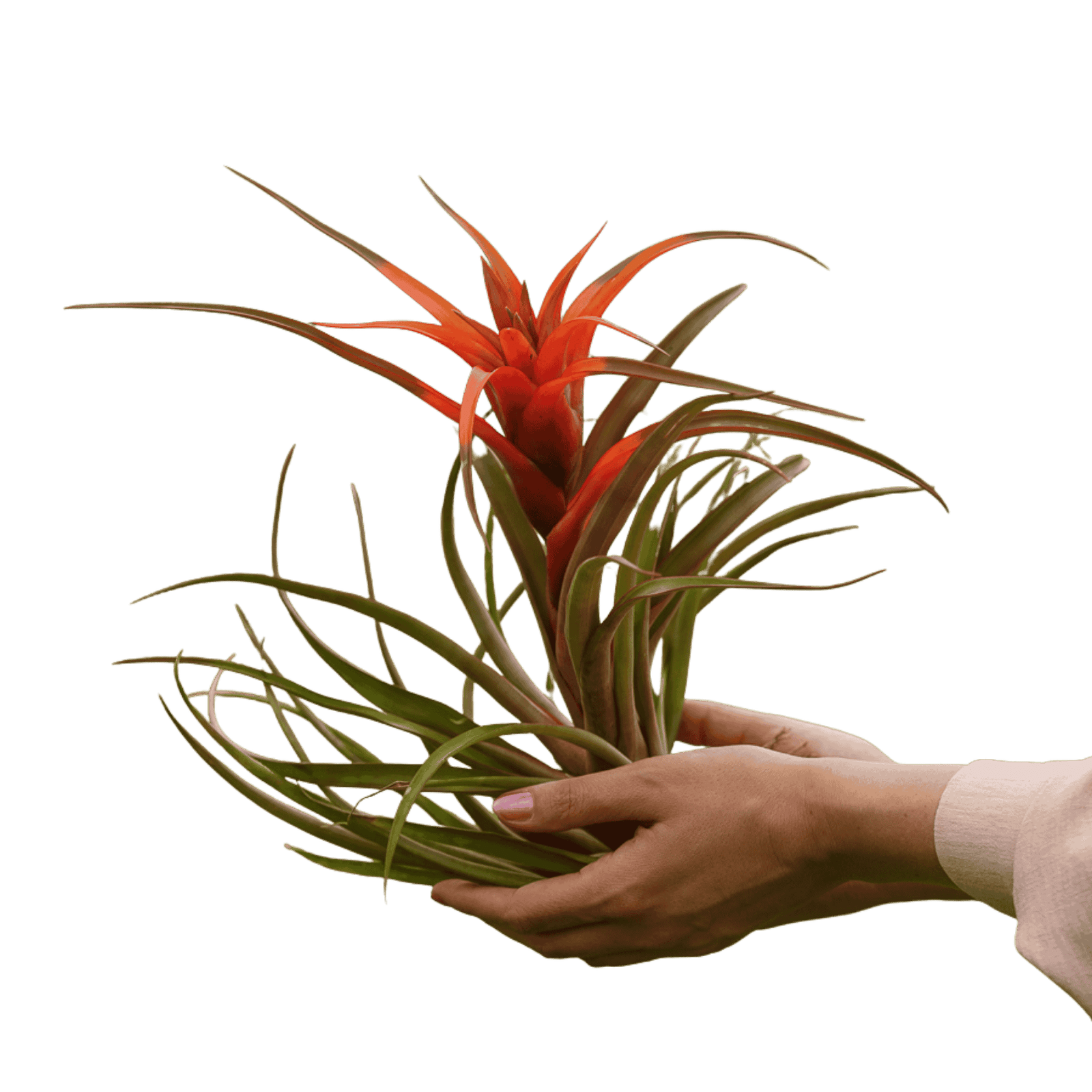 Tillandsia Capitata Orange XL