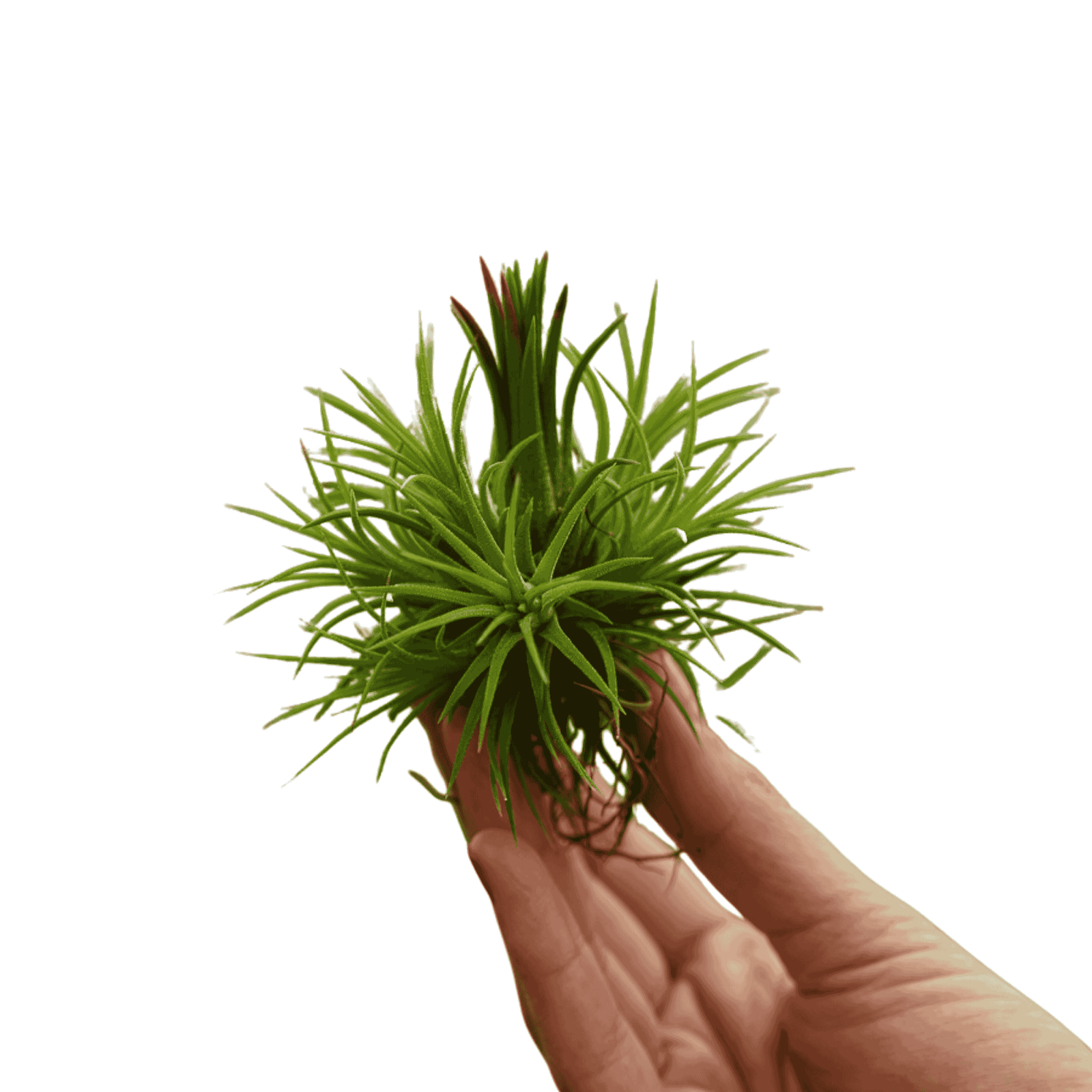 Tillandsia Ionantha Rubra