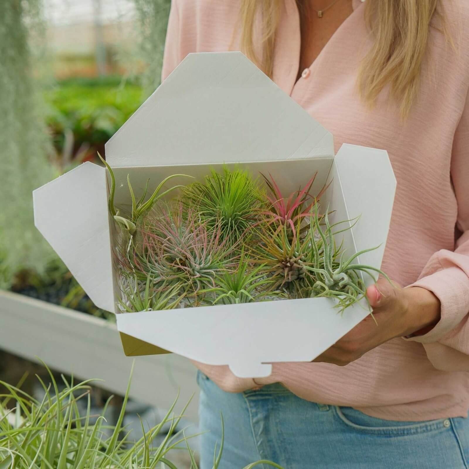 Airplants Surprise Box