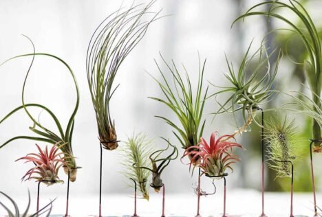 Luchtplantjes in houder