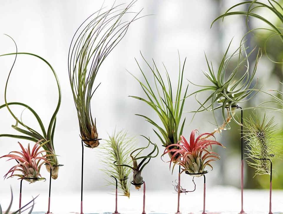 Luchtplantjes in houder