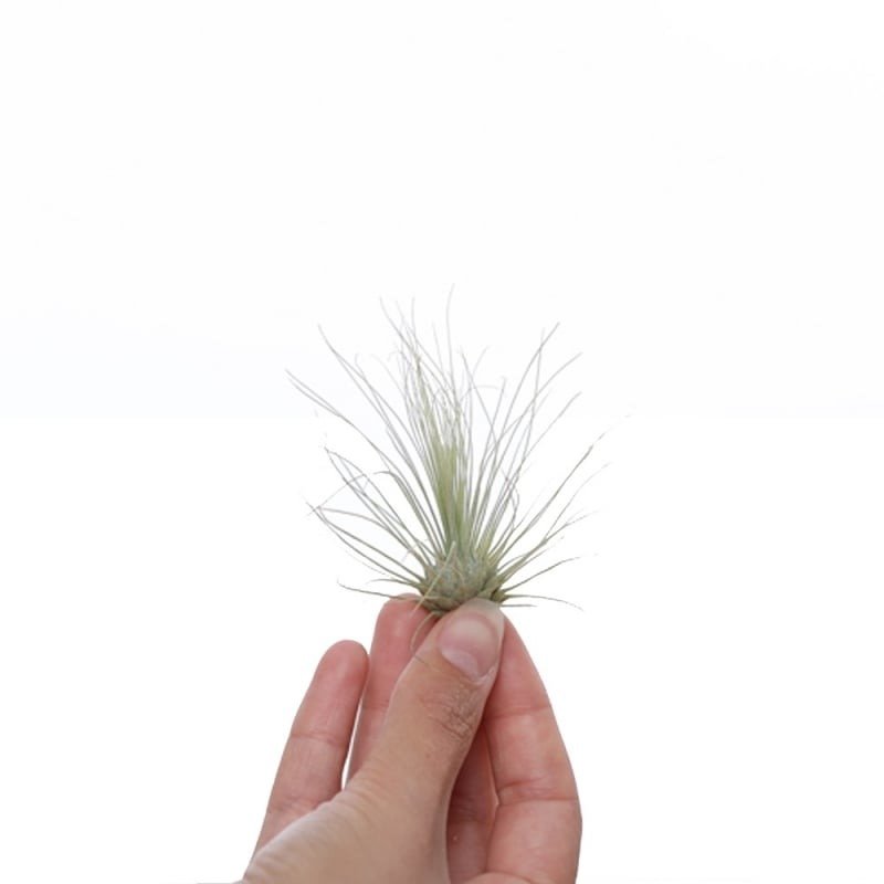 Tillandsia Argentea medium