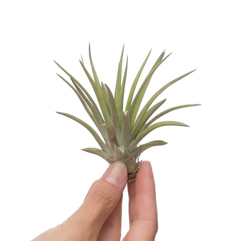 Tillandsia Brachycaulos var. Multiflora