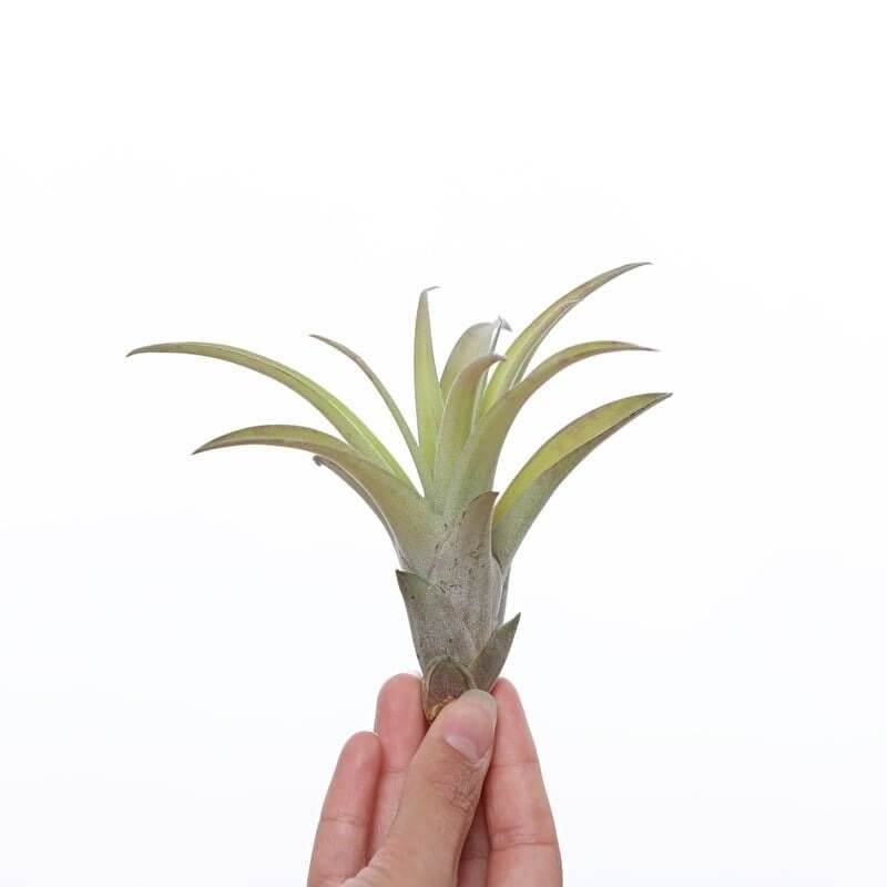 Tillandsia Capitata medium