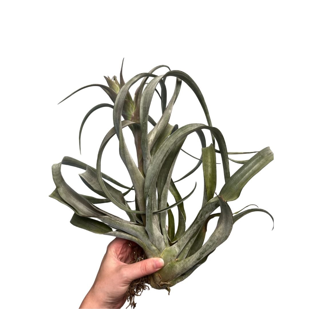 Tillandsia Coconut Grove