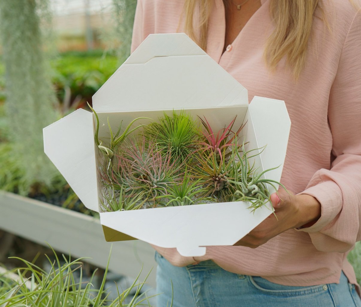 Airplant Surprise Box