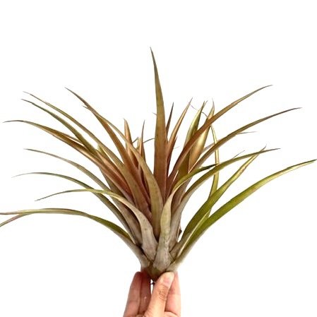 Tillandsia Capitata Orange XL