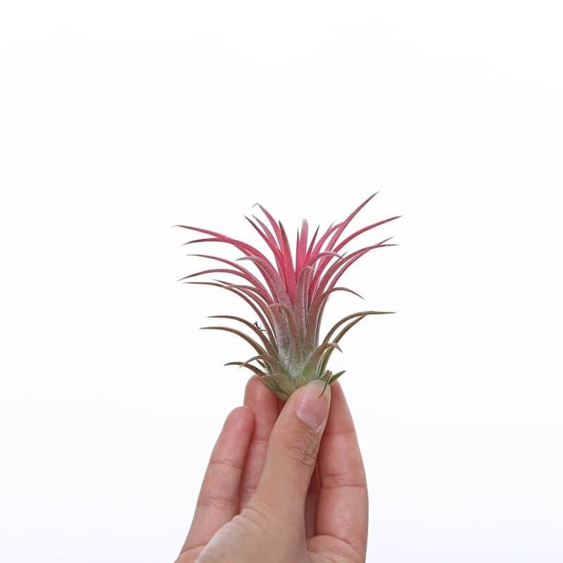 Tillandsia Ionantha Rood