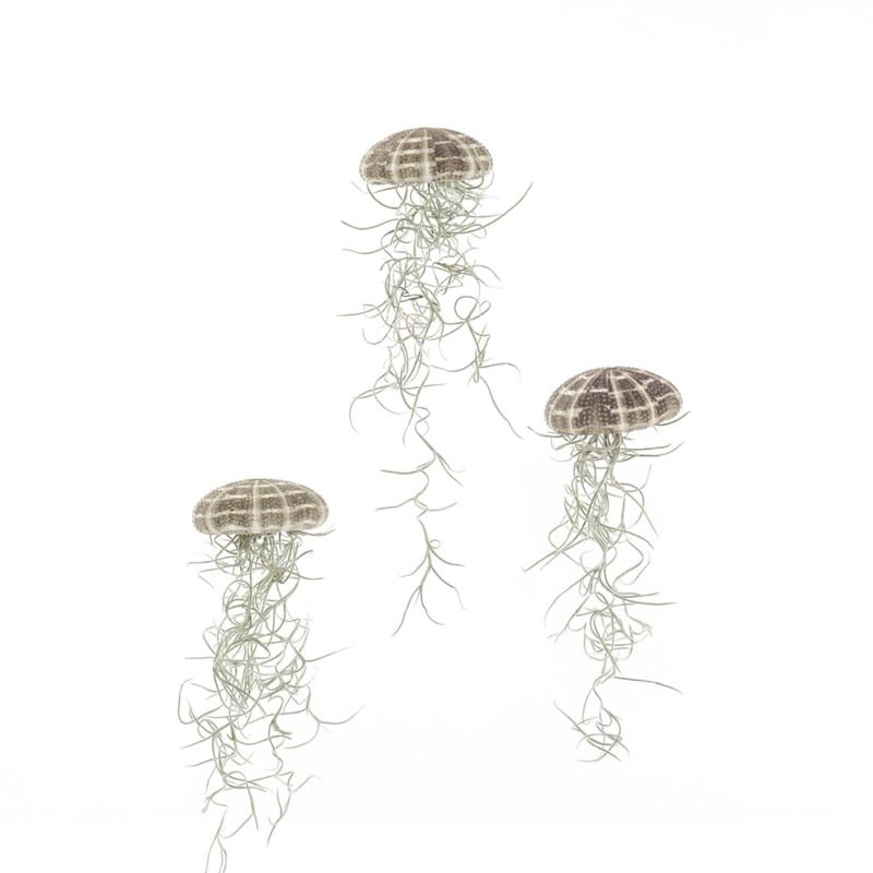 Jellyfish Large Trio spaans mos