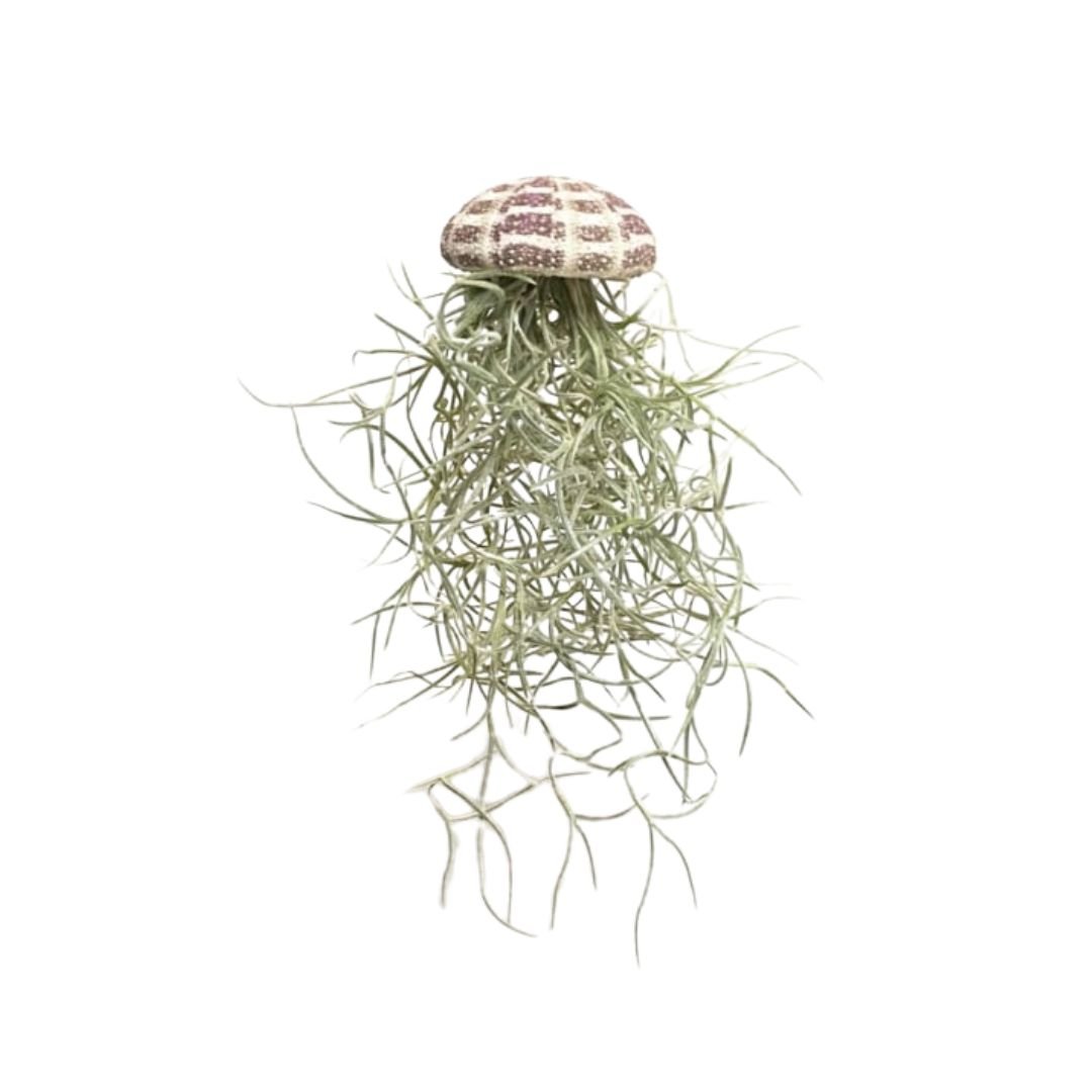 Ontwerp Zonder Titel 10