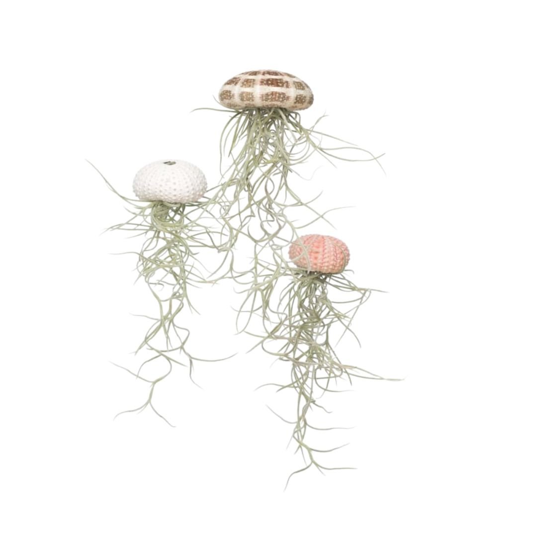 Jellyfish trio klein