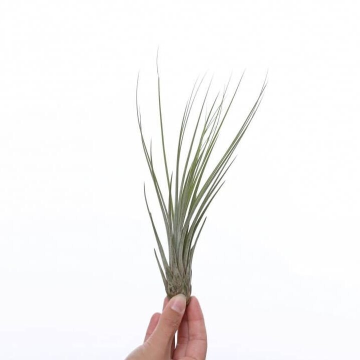Tillandsia Juncea medium