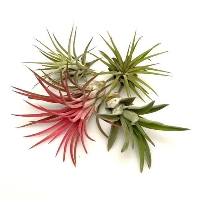 MIX: Brach Var. Multiflora, ionantha rood, 2x ionantha rubra large
