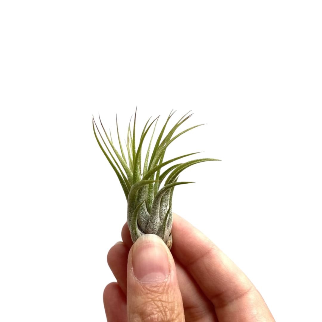 Tillandsia ionantha scaposa small