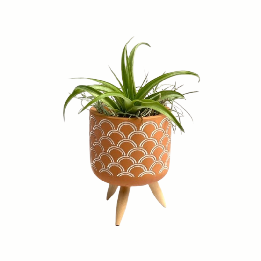 Cementpotje met plusjes patroon en Tillandsia