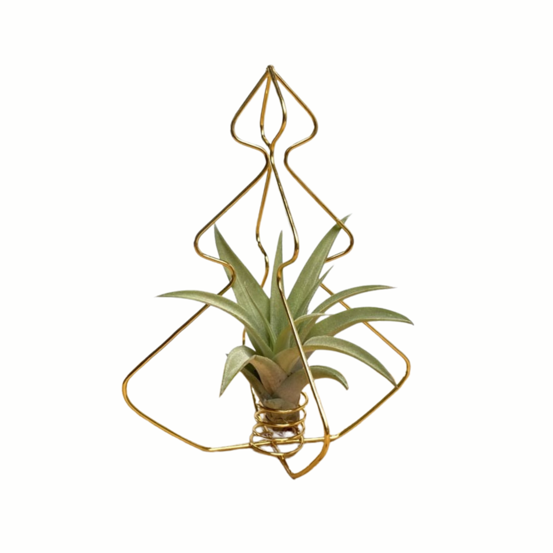 X-Mas Tree Goud met Airplant