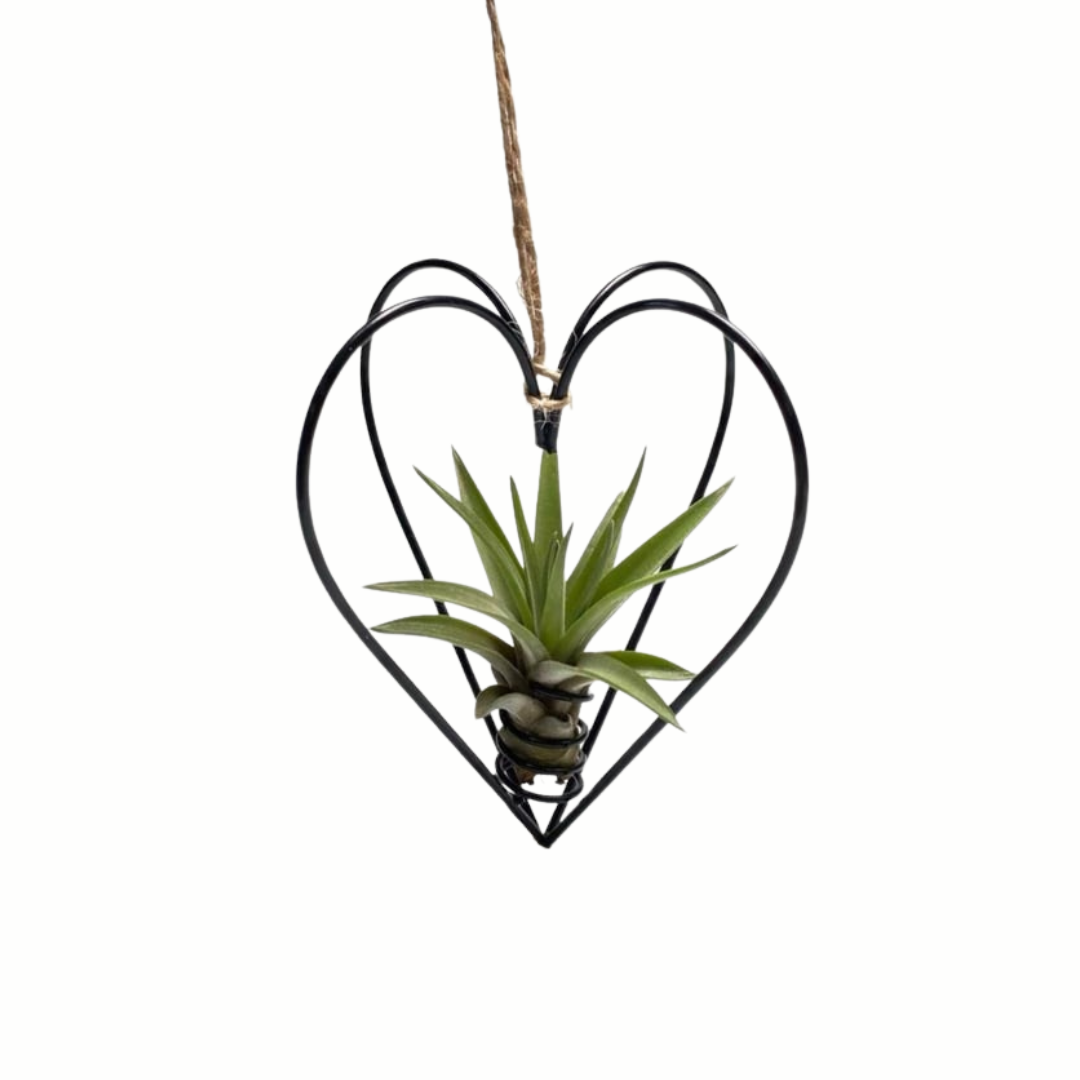 Zwart Metalen Hartje met Tillandsia Multiflora