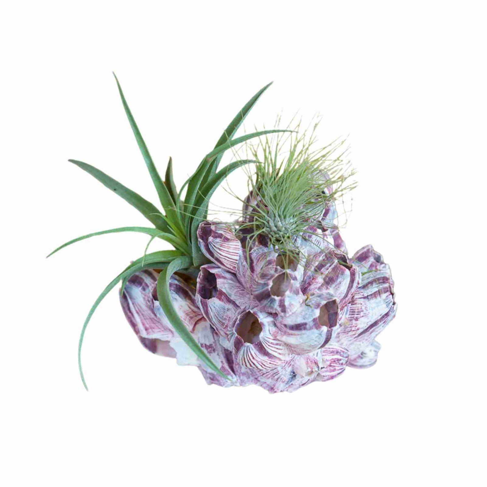 Zeepok met Airplants