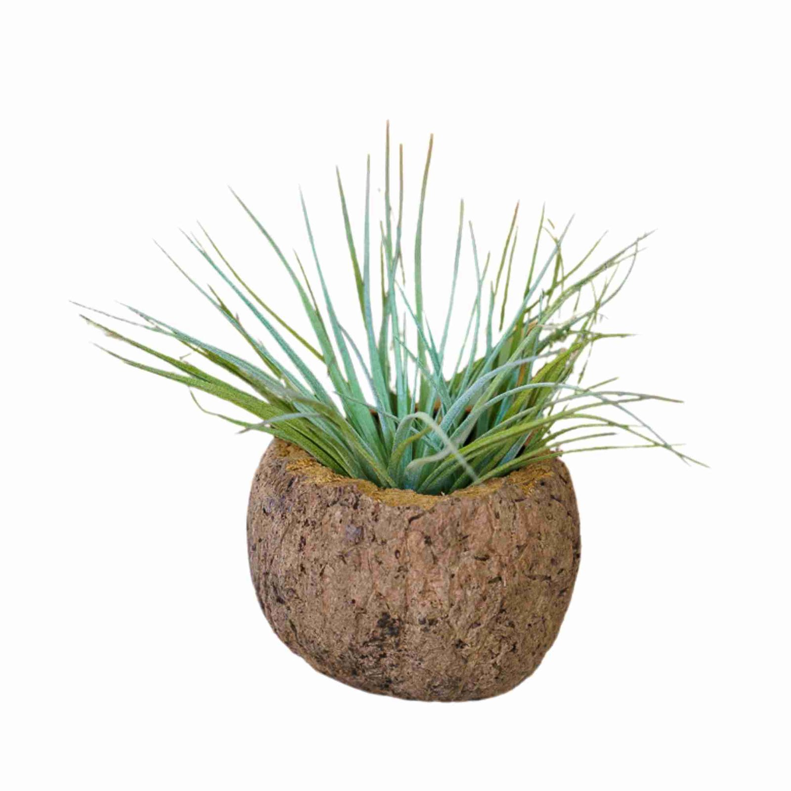 Cocos houder met airplant