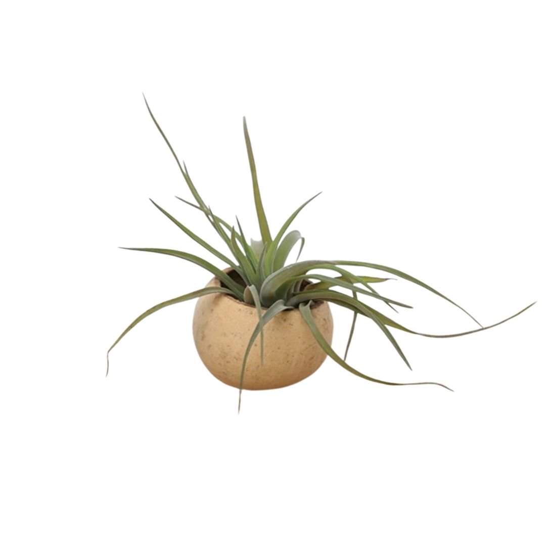 Bellcup met Tillandsia