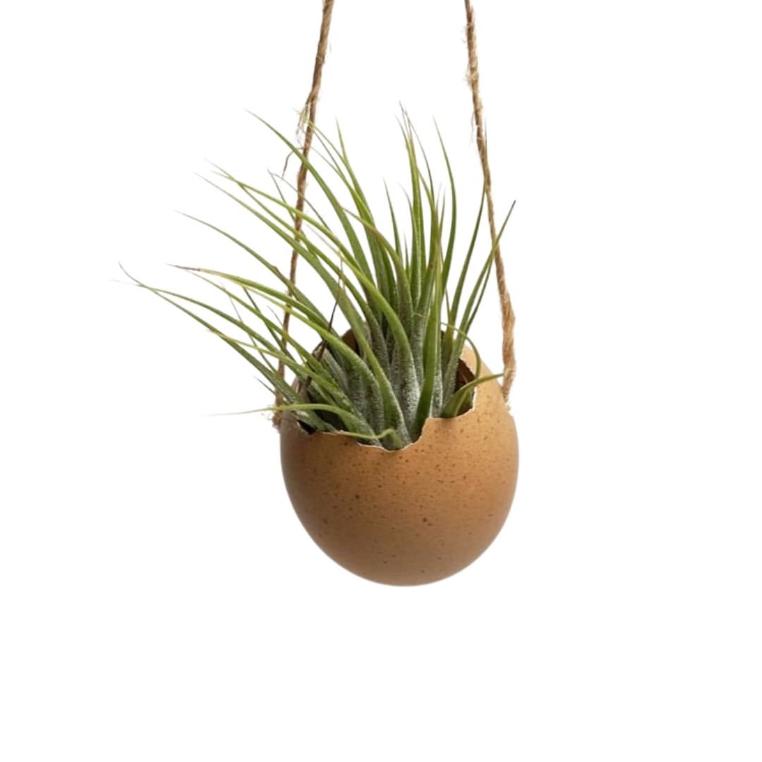 Bruin ei met touw en Tillandsia Ionantha
