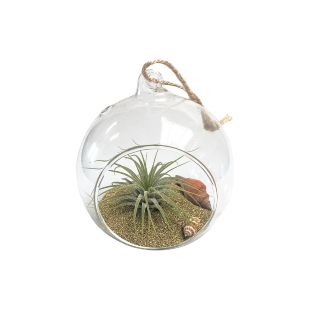 DIY: Beach Ball met Tillandsia