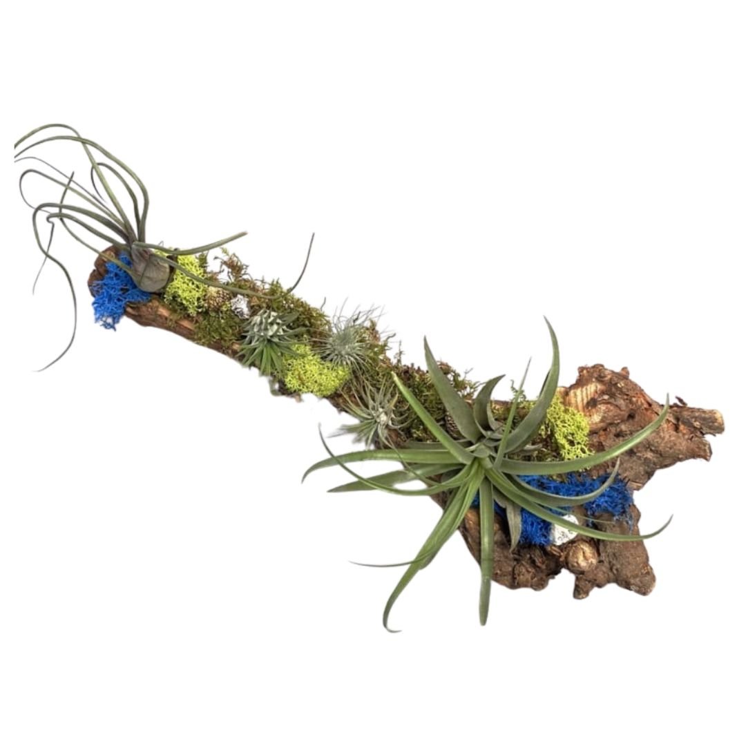 DIY: Boomstronk met Tillandsia's