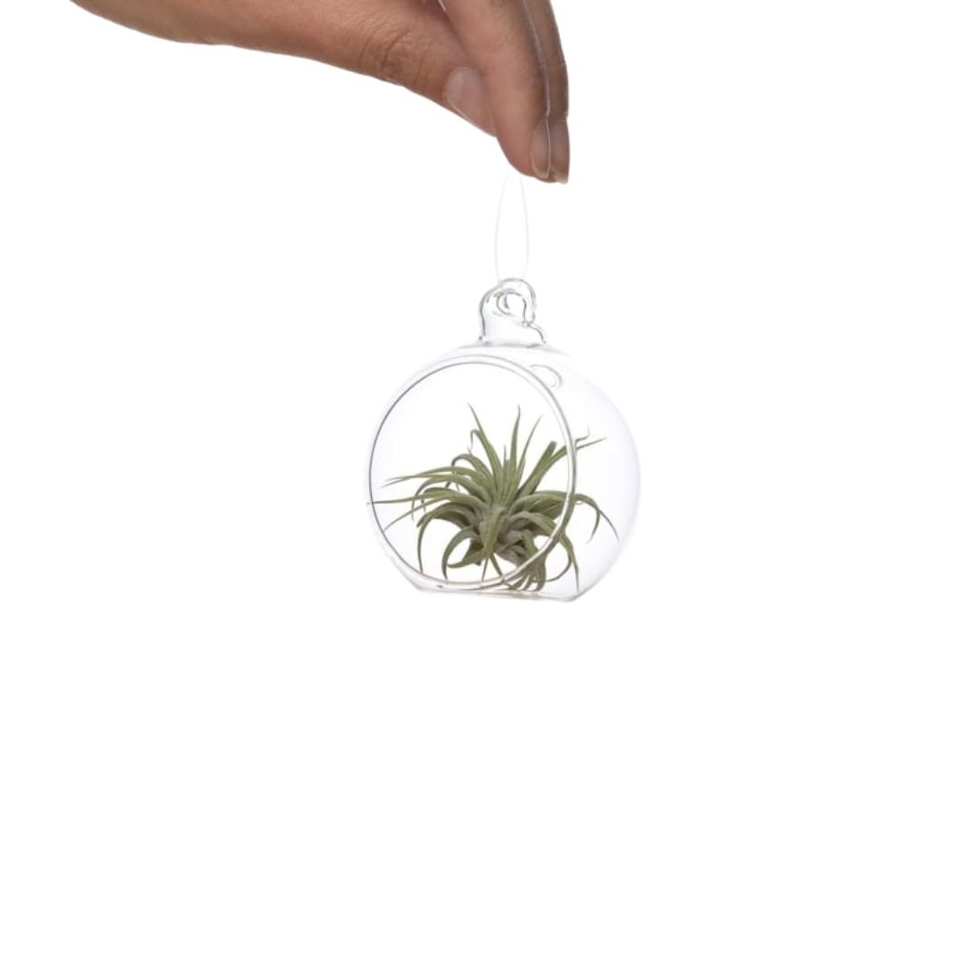 Glasbol 6cm met Tillandsia