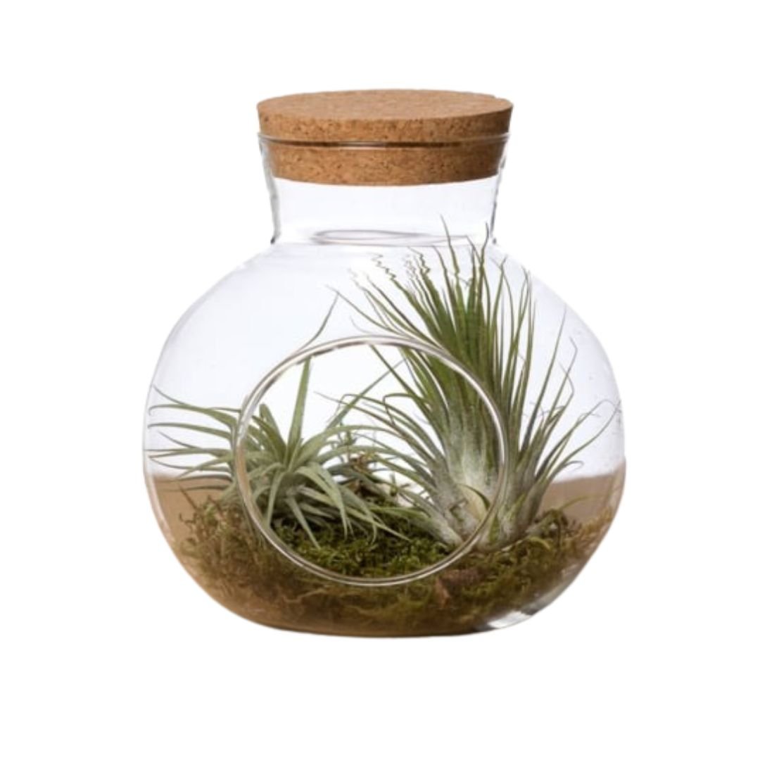 Groot Kurkdop Potje met 2 Airplants