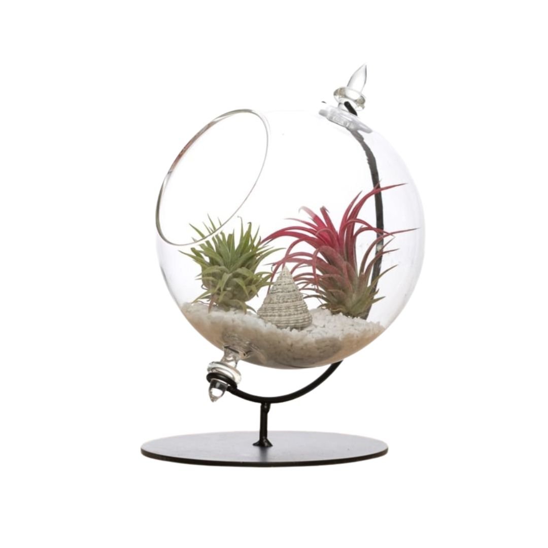 Grote Globe met 2 Airplants