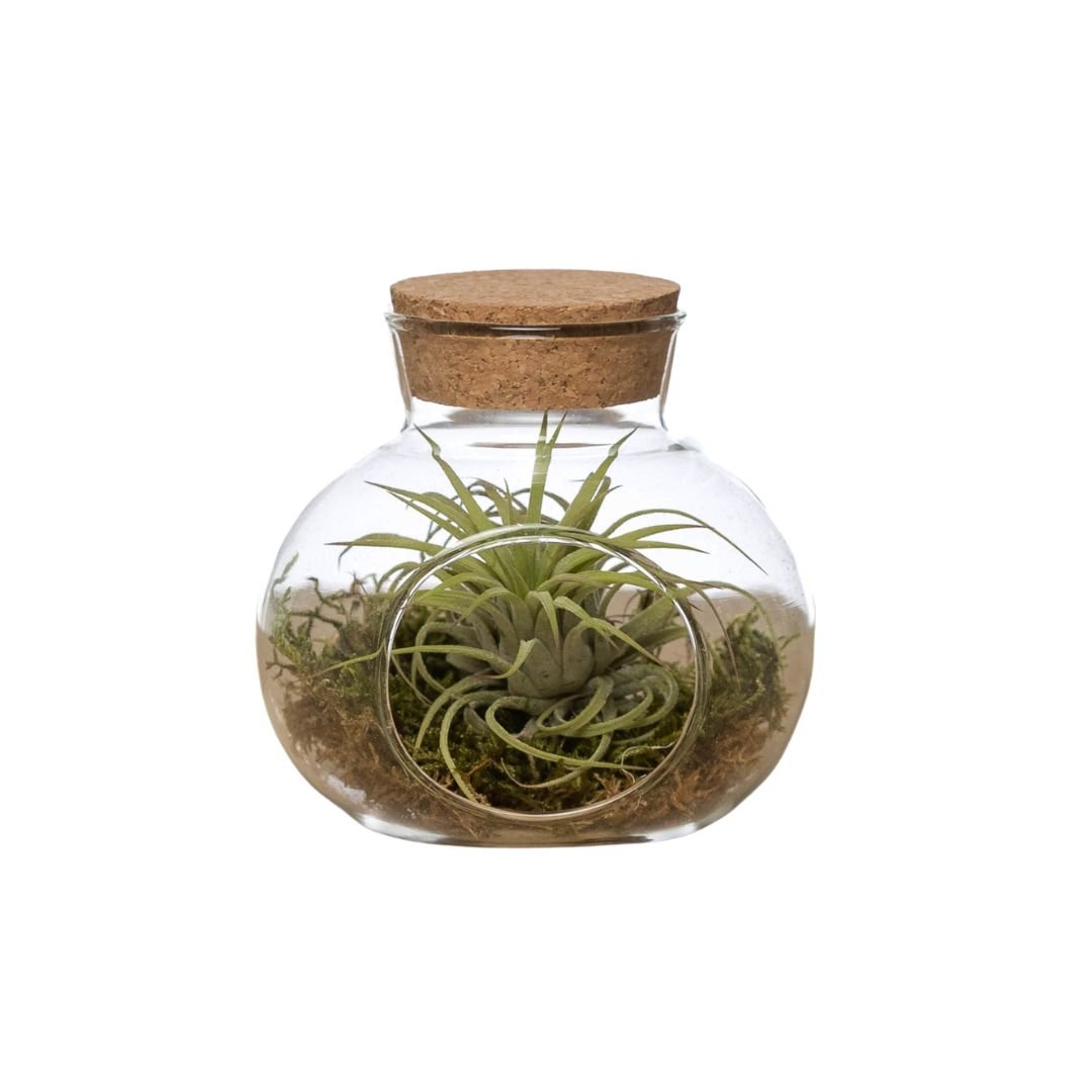 Klein Kurkdop Potje met 2 Airplants