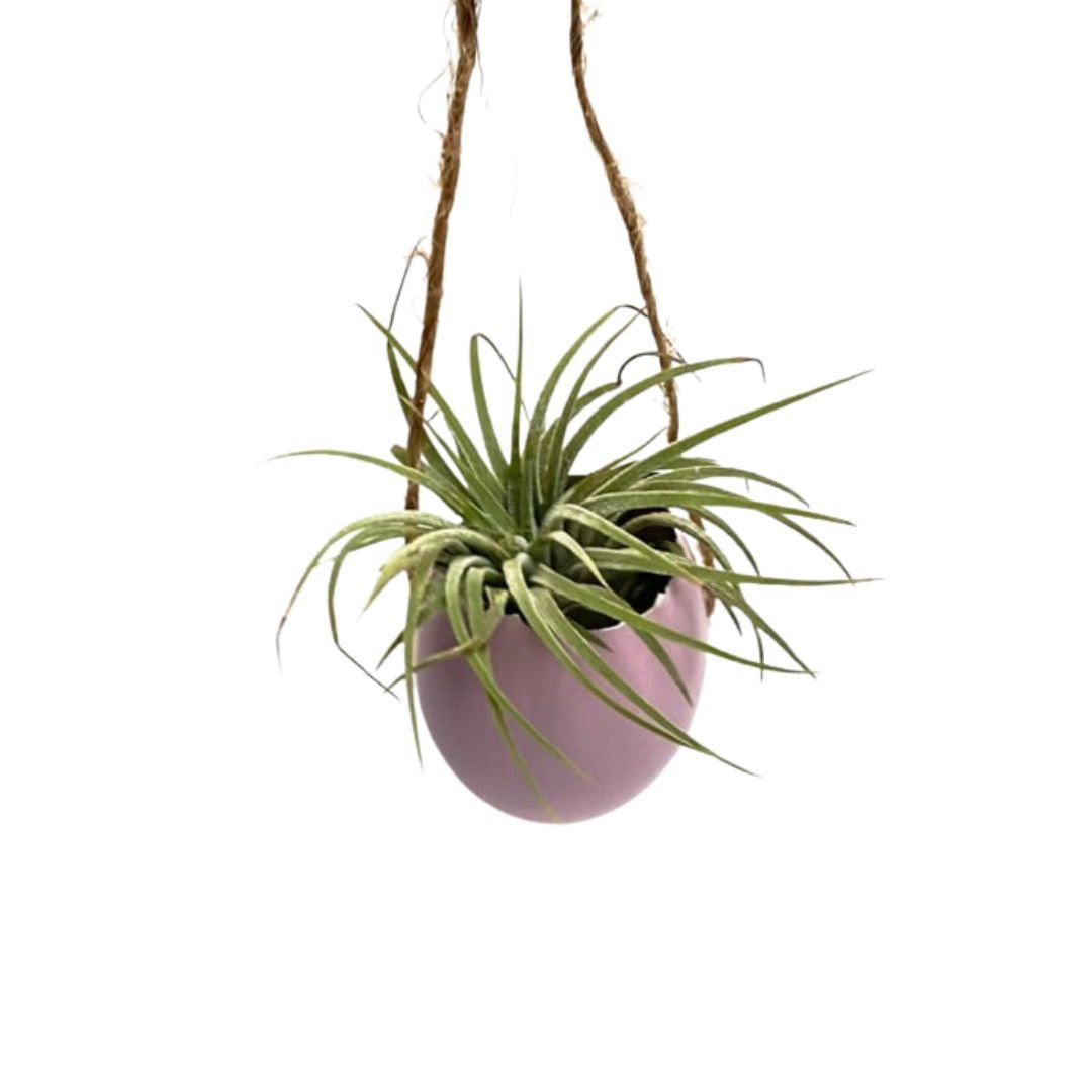 Lila ei met touw en Ionantha