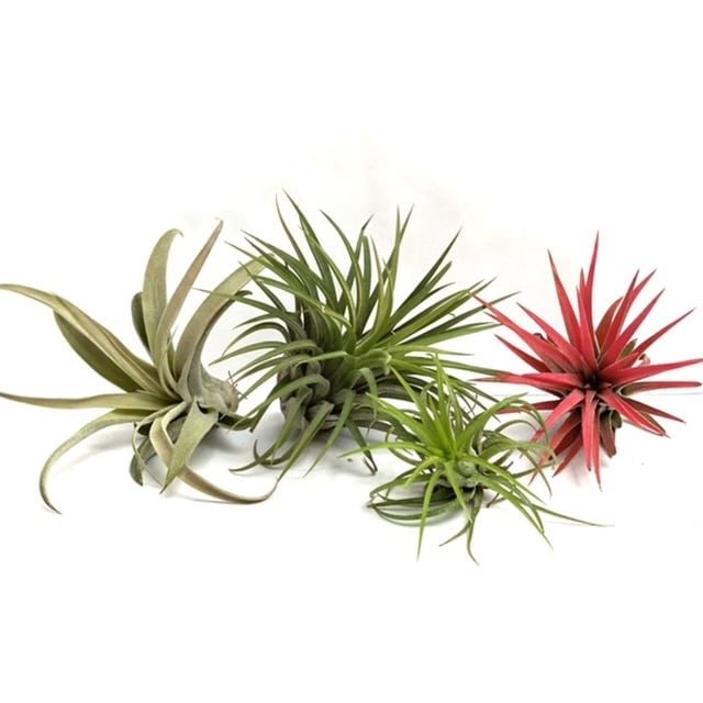 MIX: Capitata Medium, Rubra XL, Fuego Large, Ionantha Rood