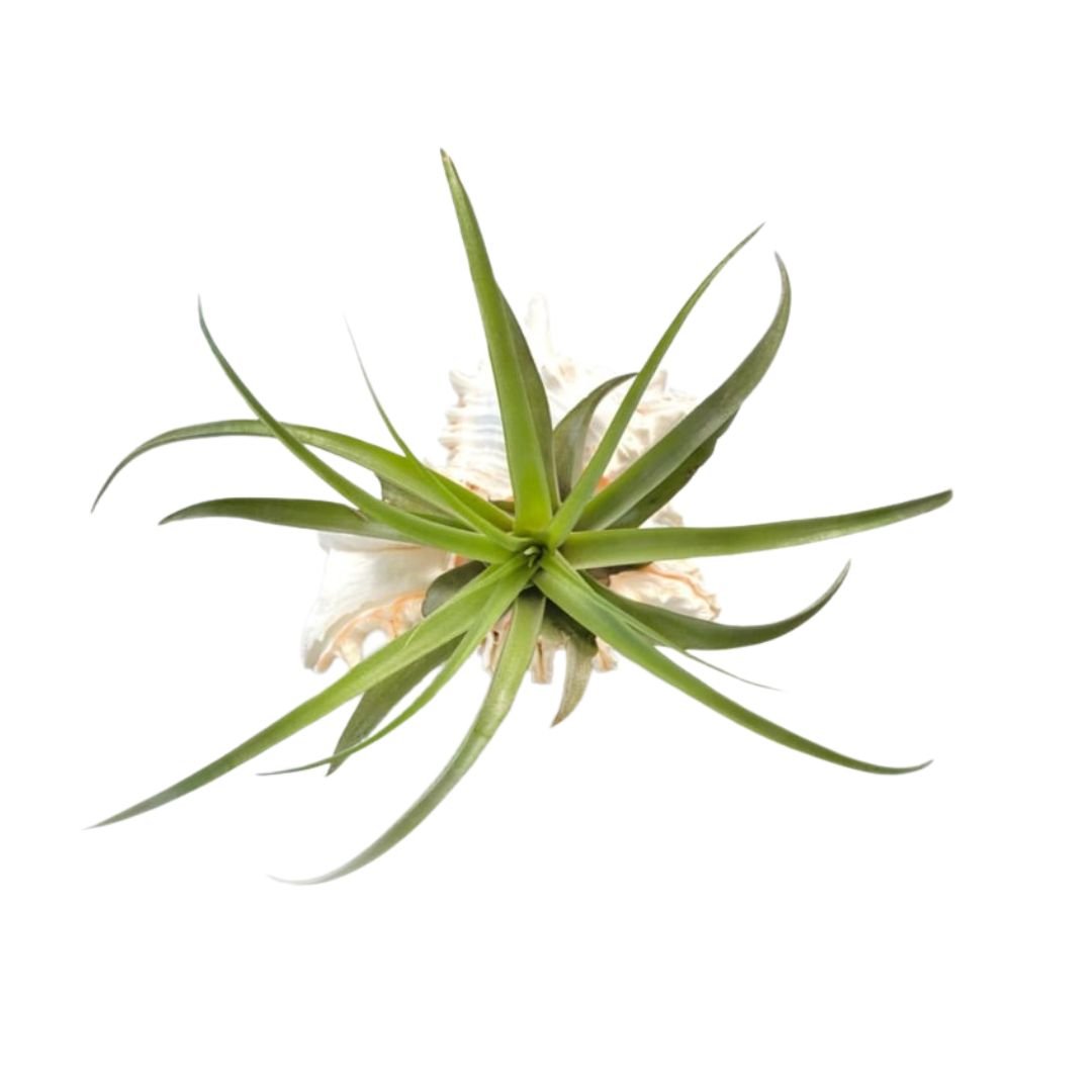 Murex Schelp XL met Capitata Large