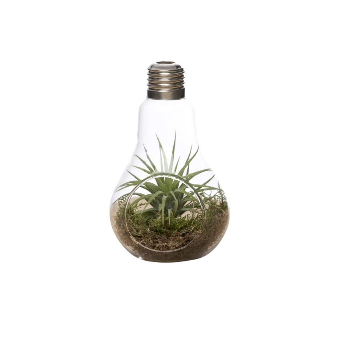 Kleine lightbulb met Airplant