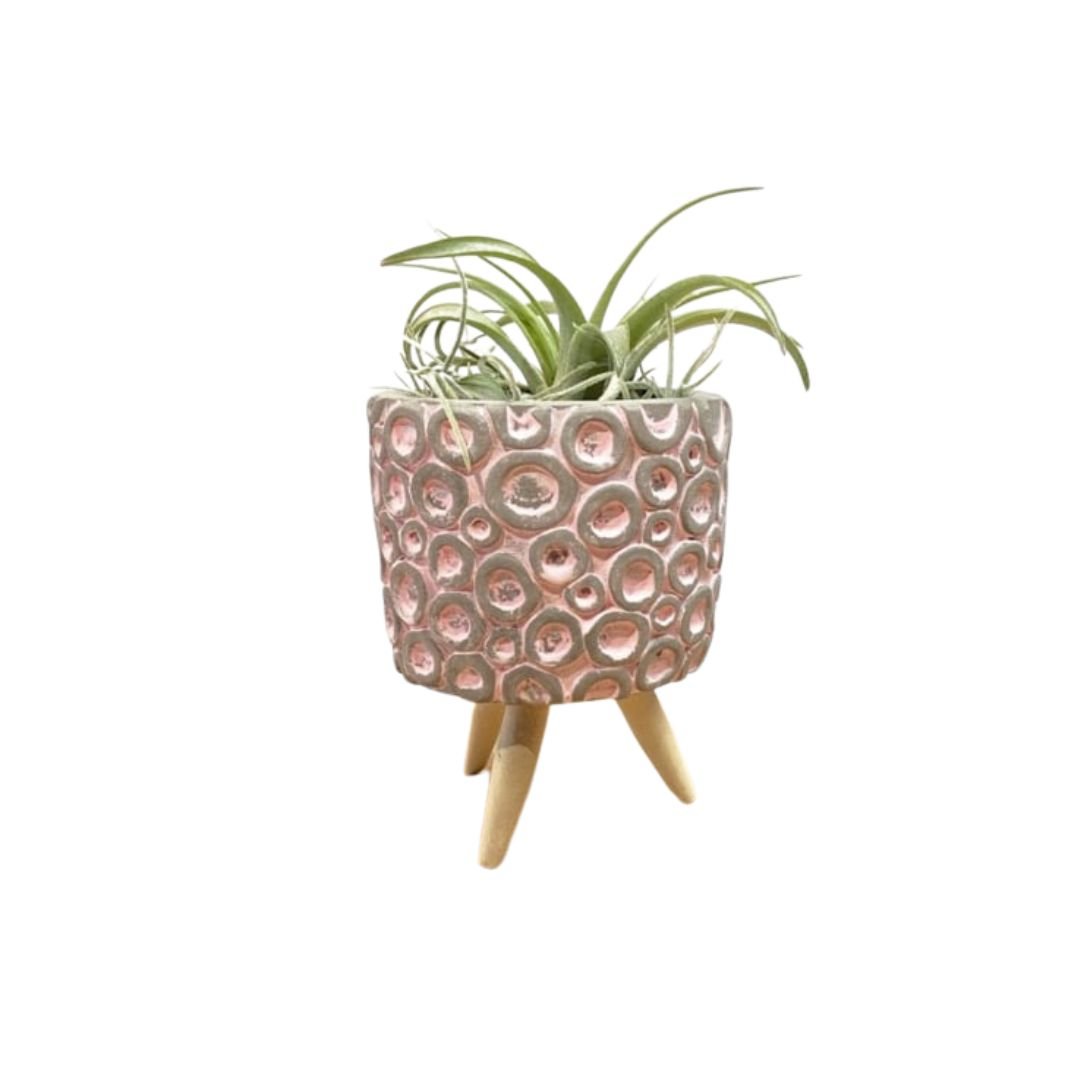Roze cementpotje op poten met Airplant