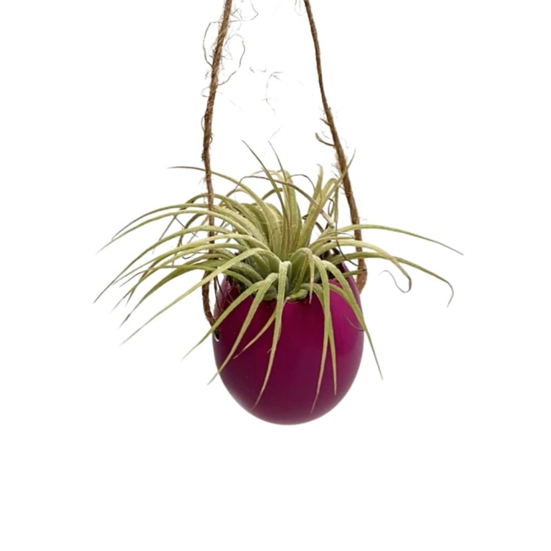Roze ei met touw en Ionantha