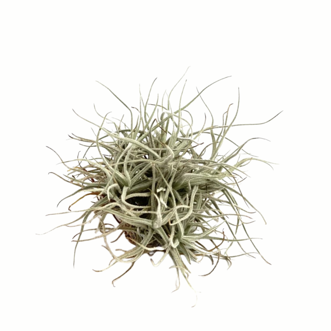 Tillandsia Chusgonensis
