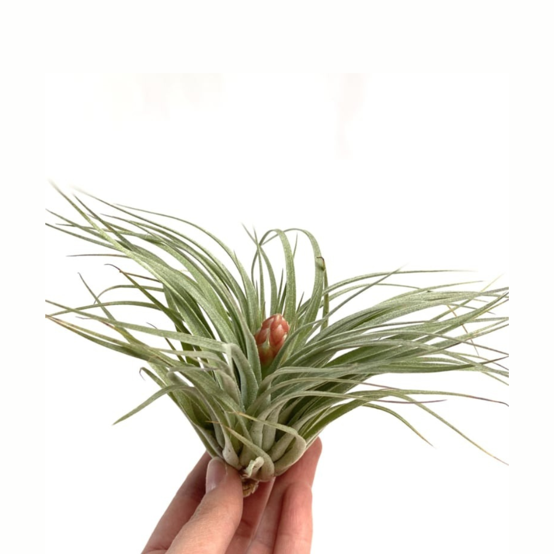 Tillandsia Cotton Candy