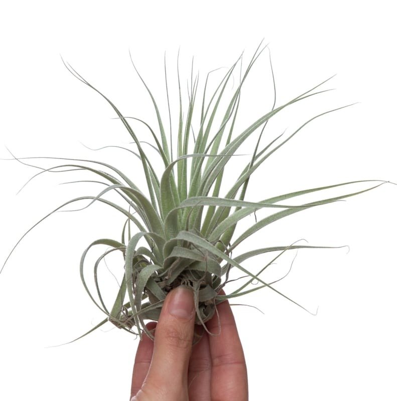 Tillandsia Gardneri