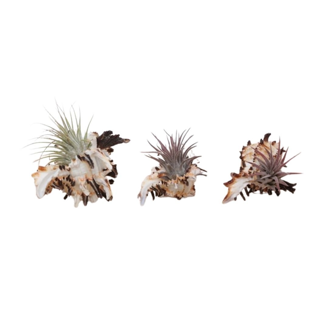 Trio Murex Schelp met Airplants