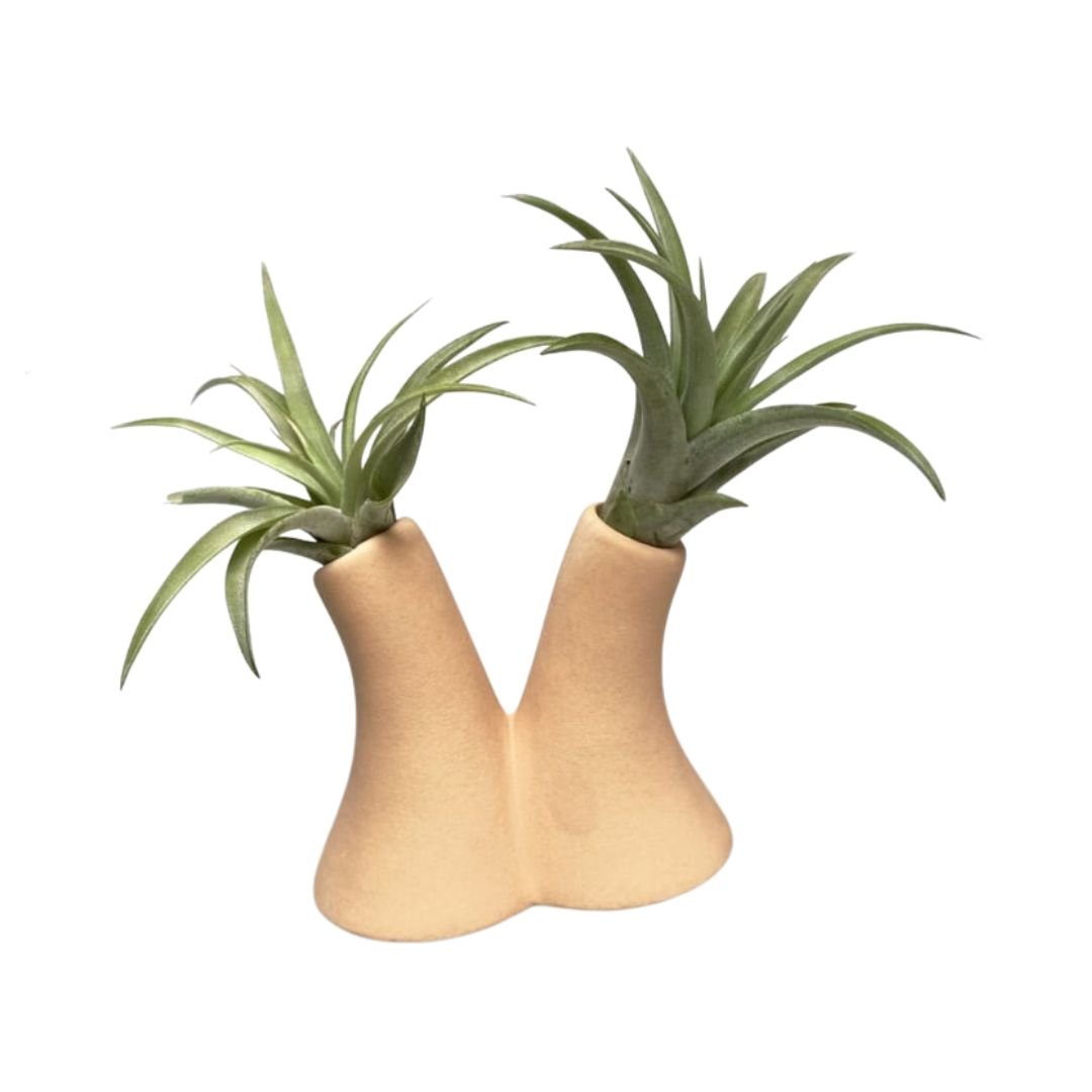 Tube Vase Beige met Airplant