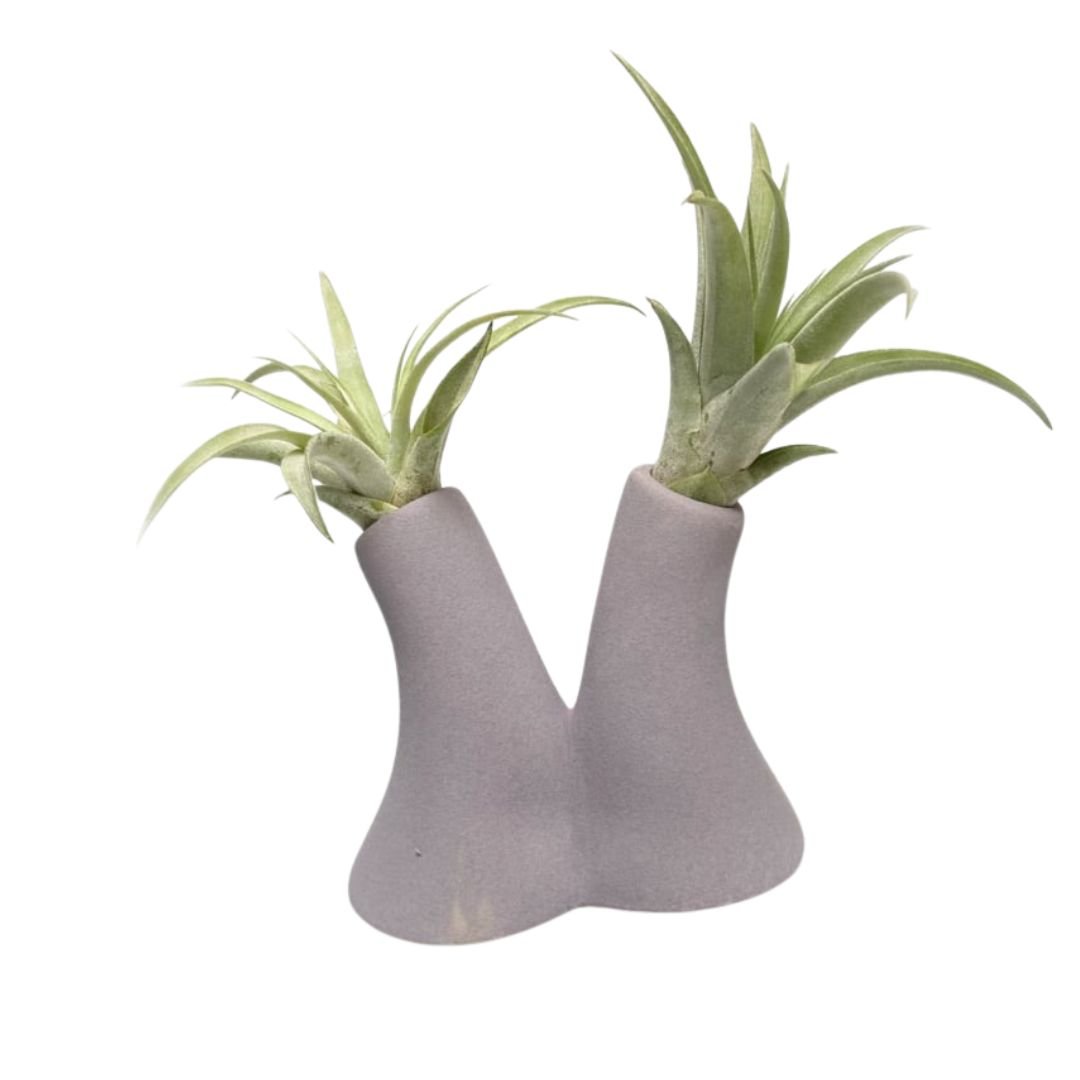 Tube Vase Grijs met Airplant