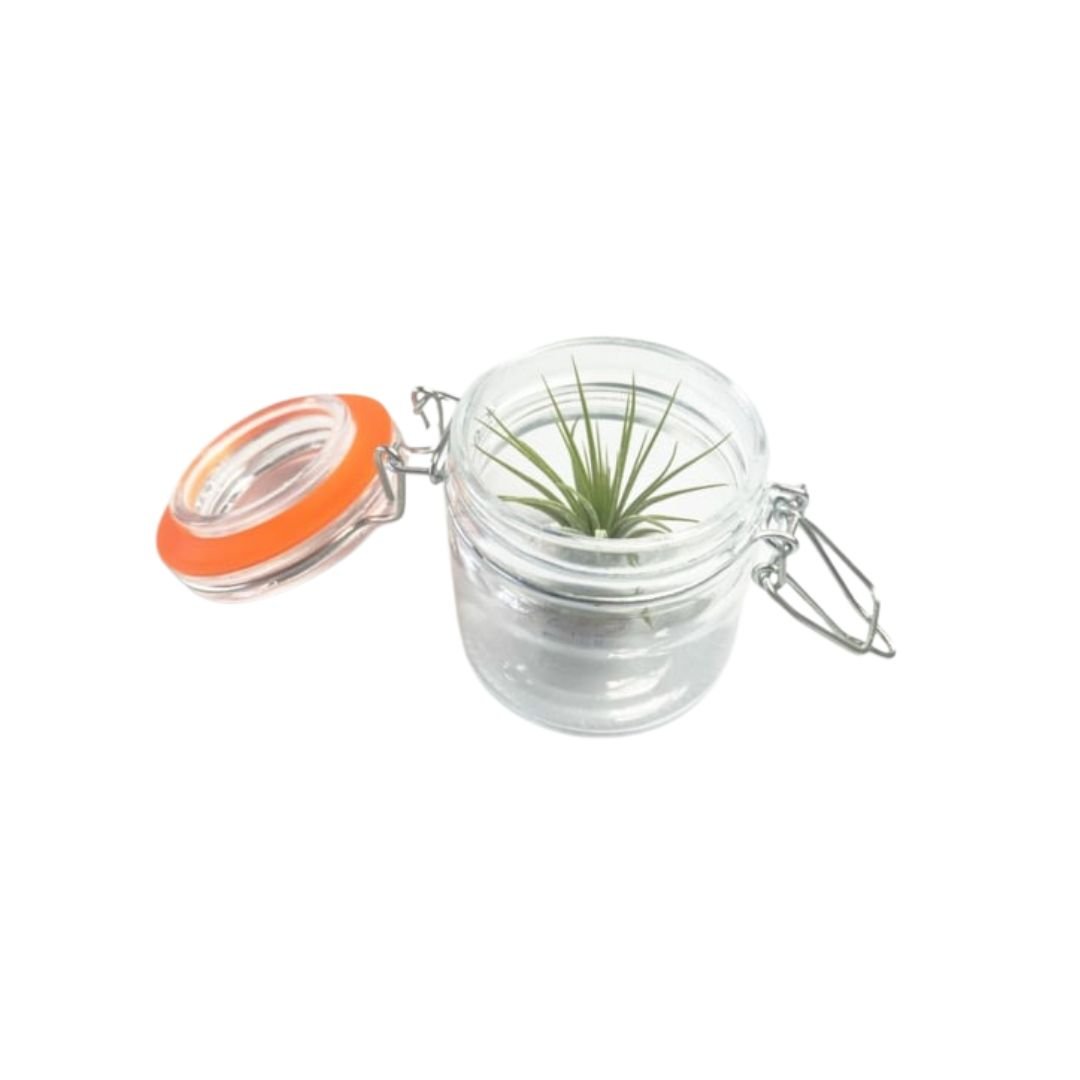 Weckpotje met Airplant