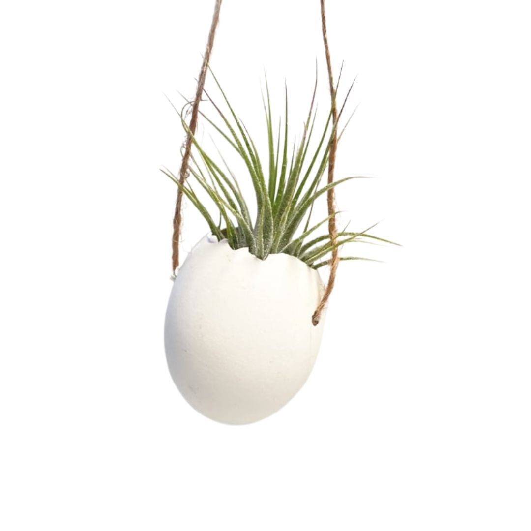 Wit ei met touw en Ionantha