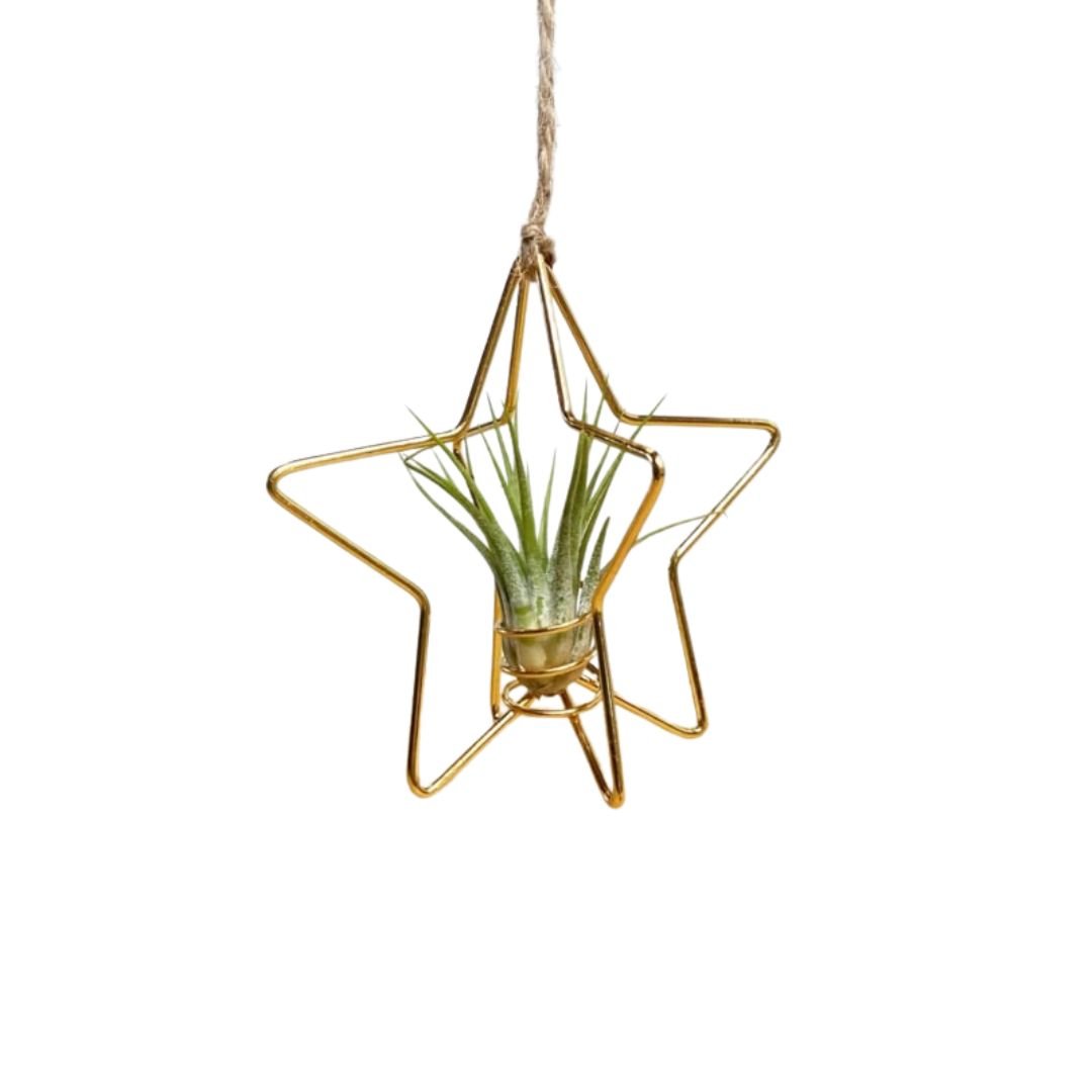 X-mas ster goud met tillandsia