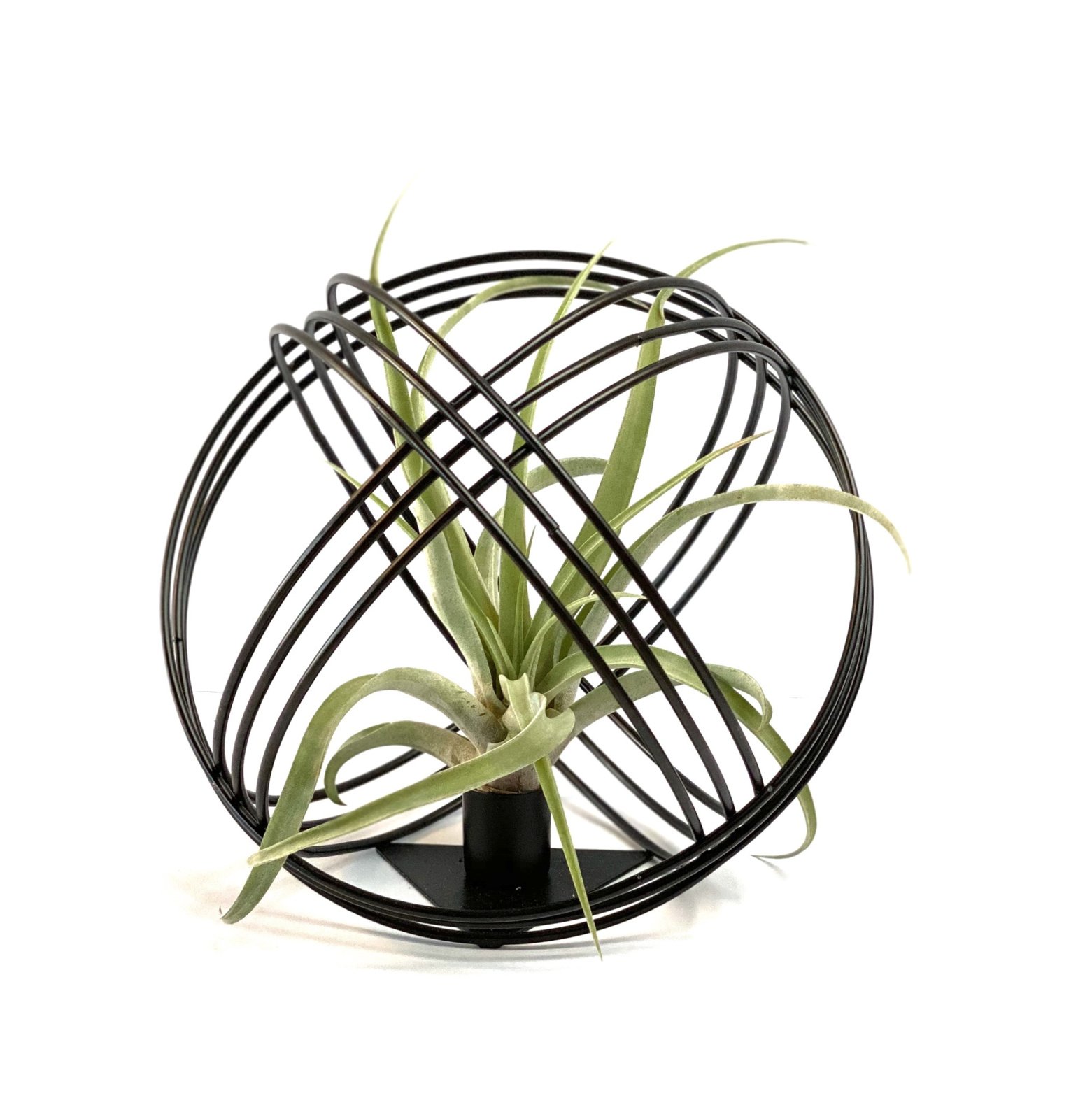 Zwart Metalen Bal met Airplant