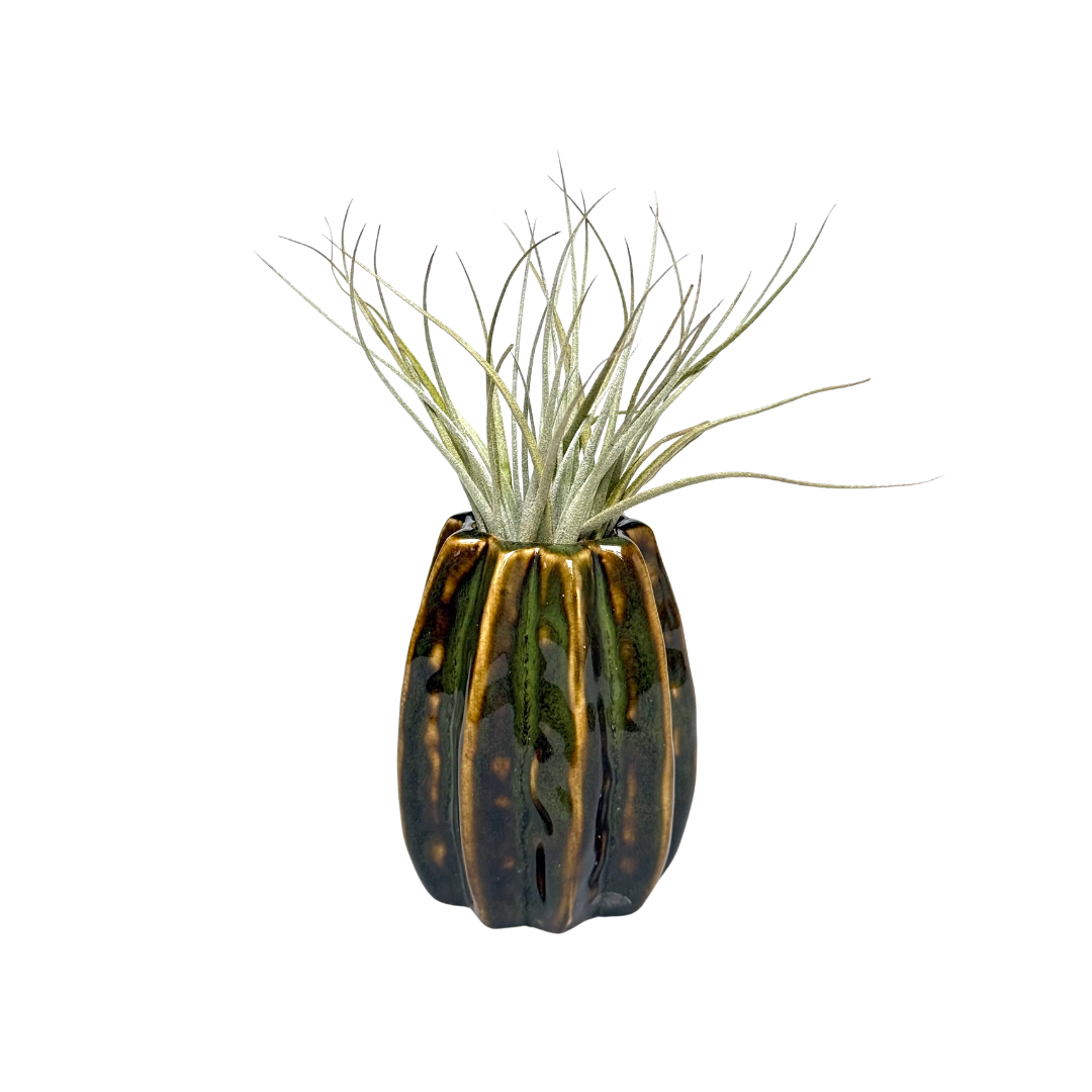 Donkergroene Carambola airplant