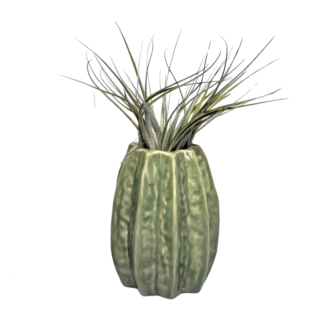 Lichtgroene Carambola Airplant